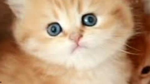 奶猫咪在线视频,治愈系视频带你感受萌宠魅力